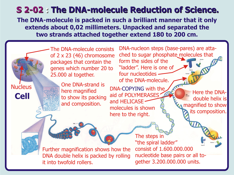 2-02_DNA-molecule-Reduction.gif