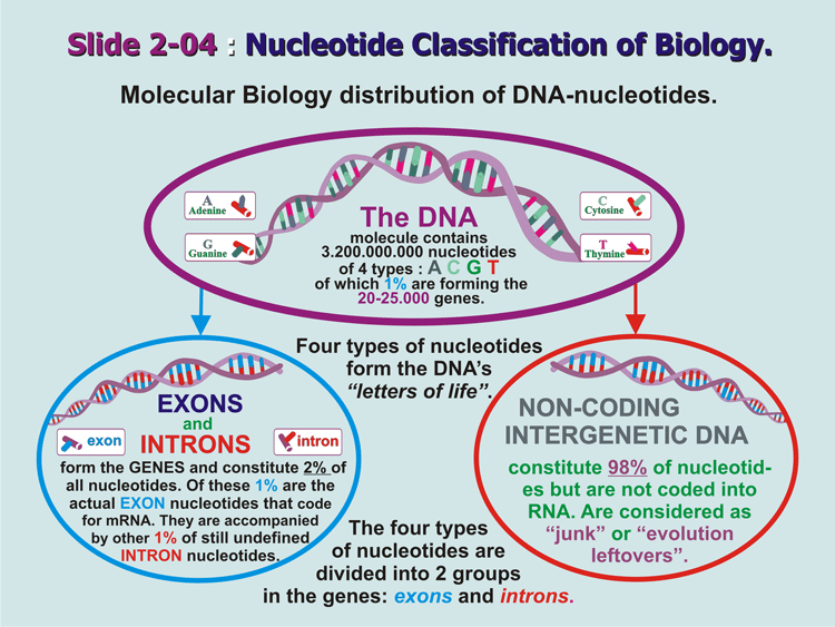 2-04_DNA-Bio-Classification.gif