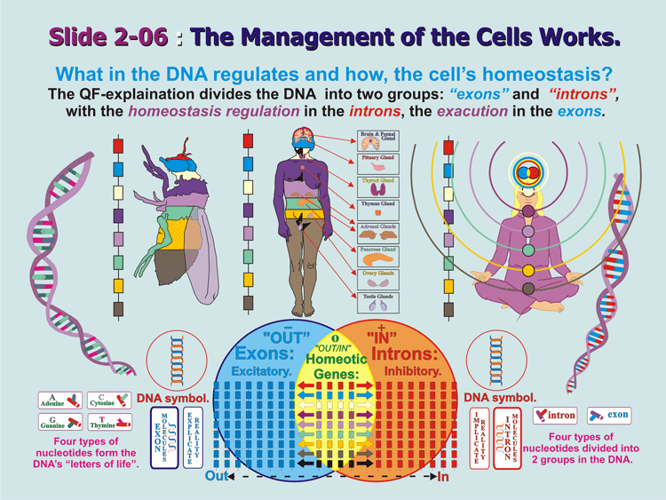 2-06_DNA-QF-Homeosta.gif