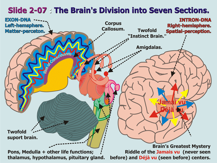 2-07_Brain's-Divisions.gif