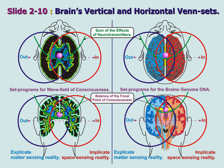 2-10_Brain's-Set-divisions.gif