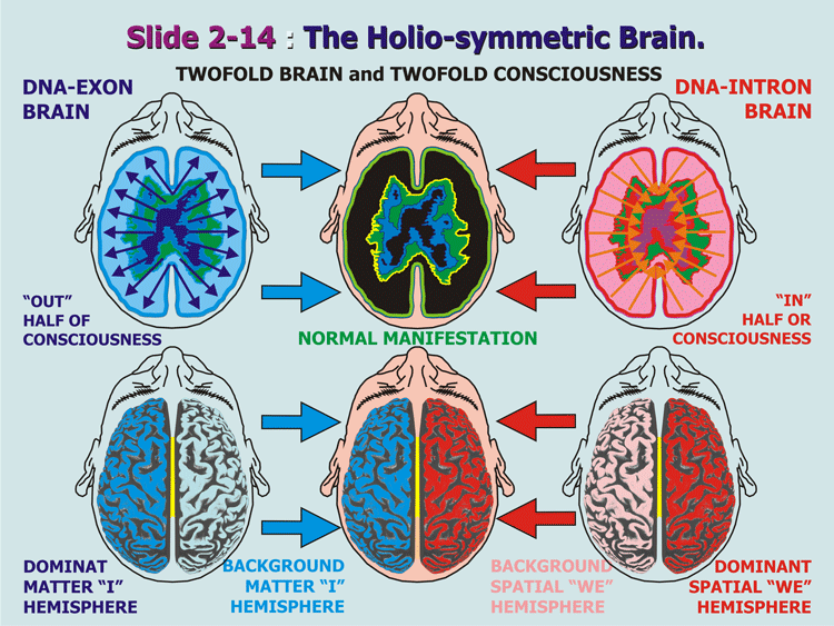 2-14_Holo-symetric-brain.gif