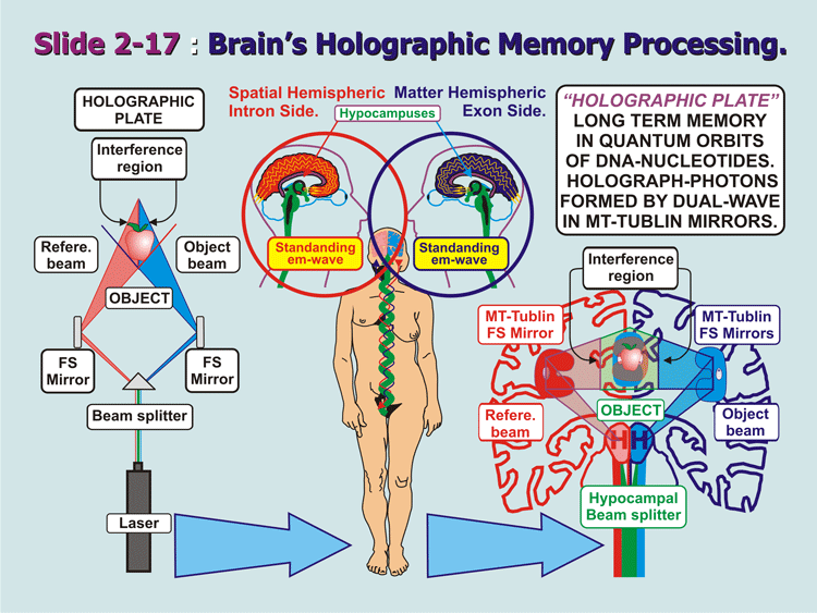 2-17_Holistic-Function.gif