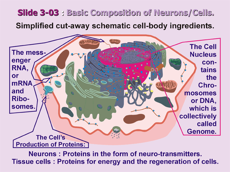 3-03_Schematic-Neuron.gif