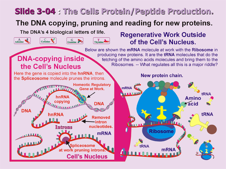 3-04_Neuronal-Works.gif