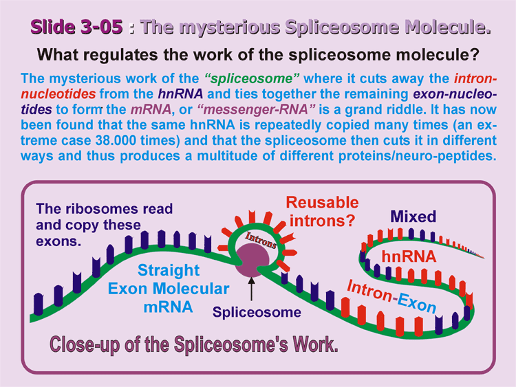 3-05_The-Spliceosome.gif