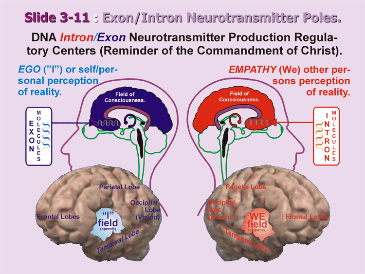 3-11_Intron-Exon-Centers.gif