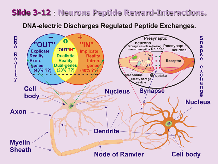 3-12_Two-Neurons.gif