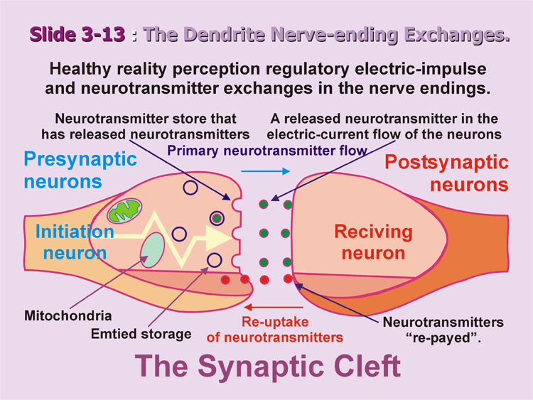 3-13_Simple-Synapsis.gif