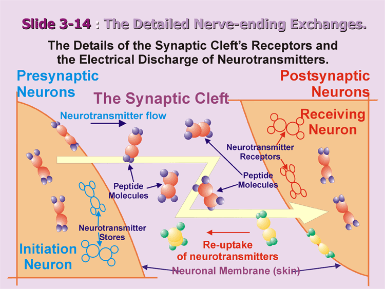 3-14_Detailed-Synapsis.gif