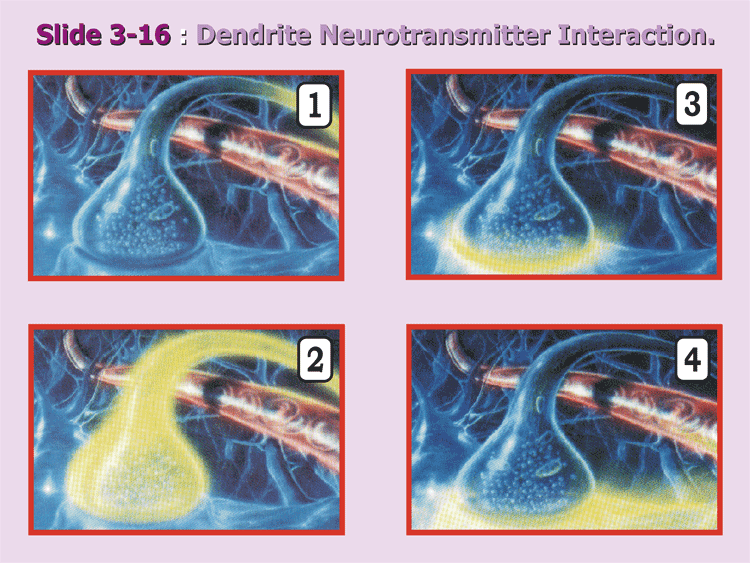 3-16_Electro-Chemical-Nerve.gif