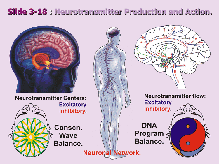 3-18_Consciousness-Centers.gif