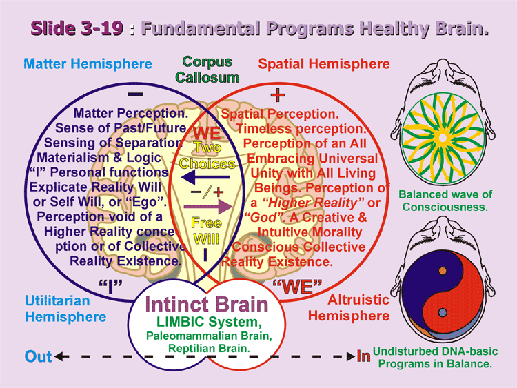 3-19_Brain's-Primary-Progra.gif