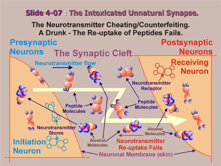 4-07_Drunk-Synapses.gif