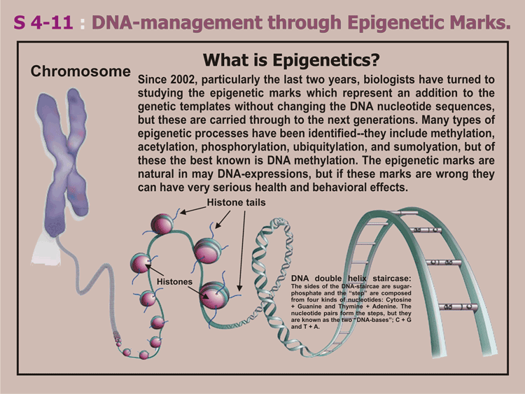 4-11_A_Epigenetic-markers.gif