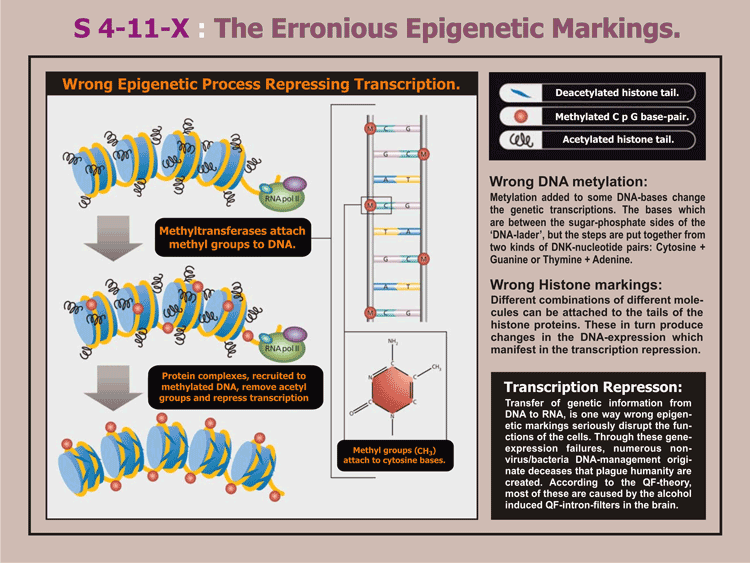 4-11_B_Erronious-epigenetic.gif