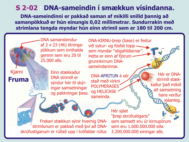 2-02_Smaekkunarstefnan-DNA-.gif