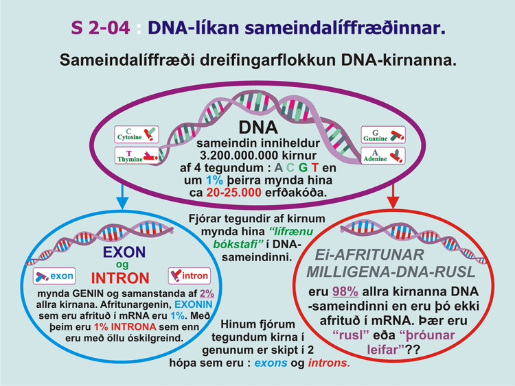 2-04_Lifr-DNA-Intr-Exon-ski.gif