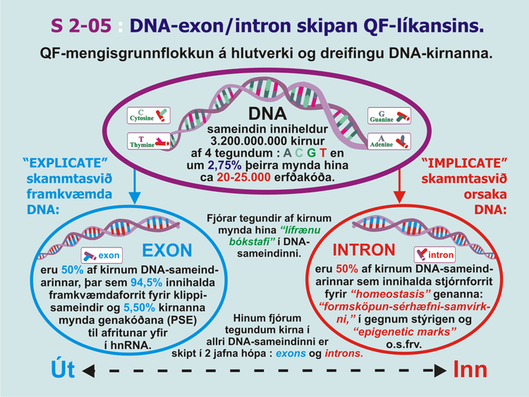 2-05_QF-DNA-Intr-Exon-skipt.gif