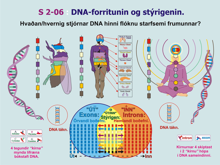 2-06_QF-DNA-Samsetning.gif