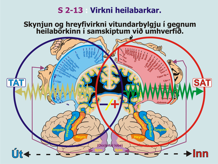 2-13_Virkni-heilabarkar.gif