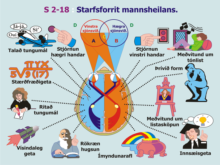 2-18_Starfsforrit-heila.gif