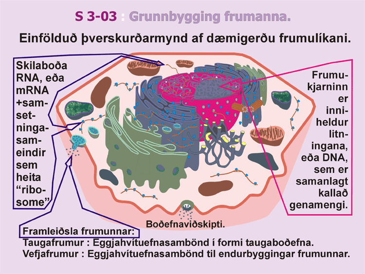 3-03_Frumulikanid.gif