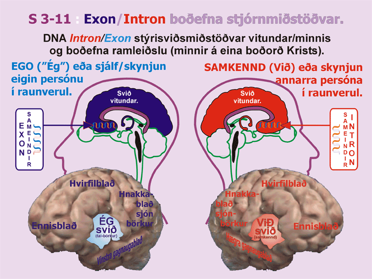 42_Intron-Exon-styring-S31.gif