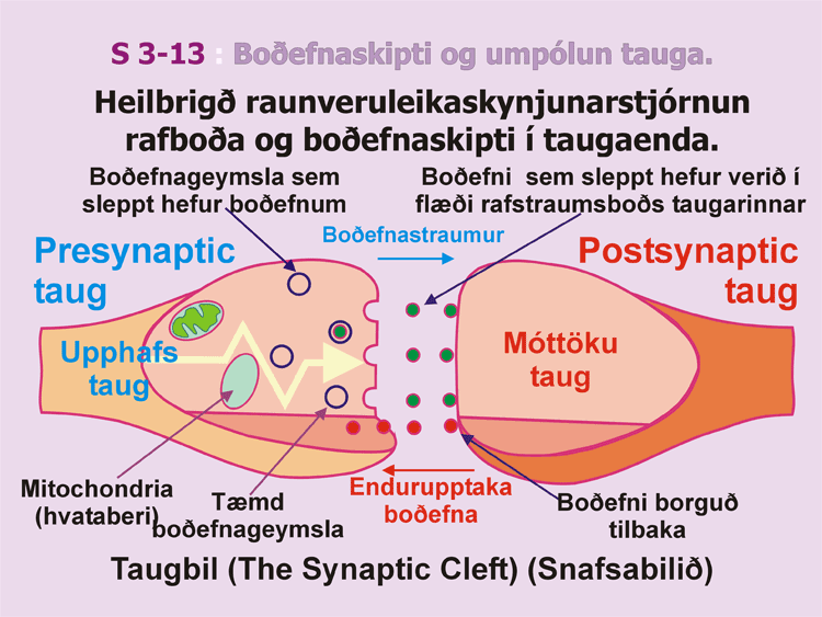 3-13_Taugabil-bodefnaskipti.gif