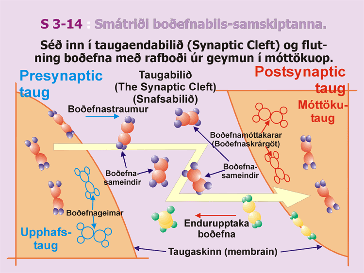 3-14_Smatridi-bodefnskipta.gif