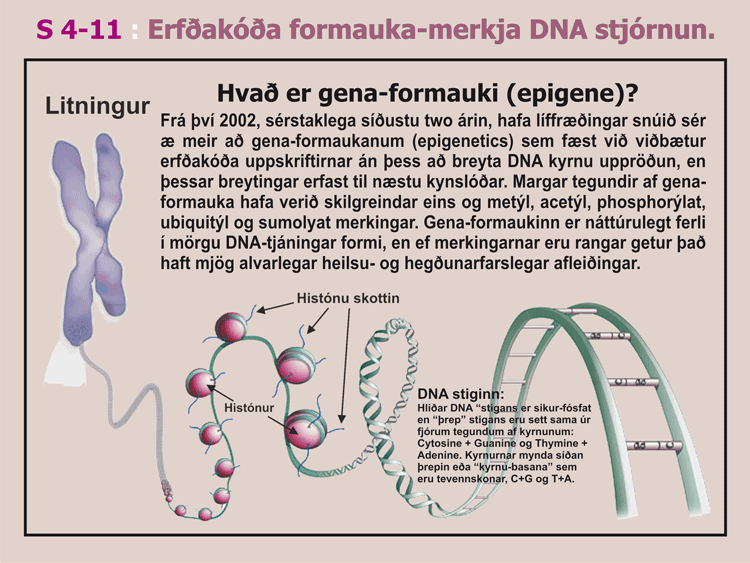 4-11_A_Gena-formauki.gif