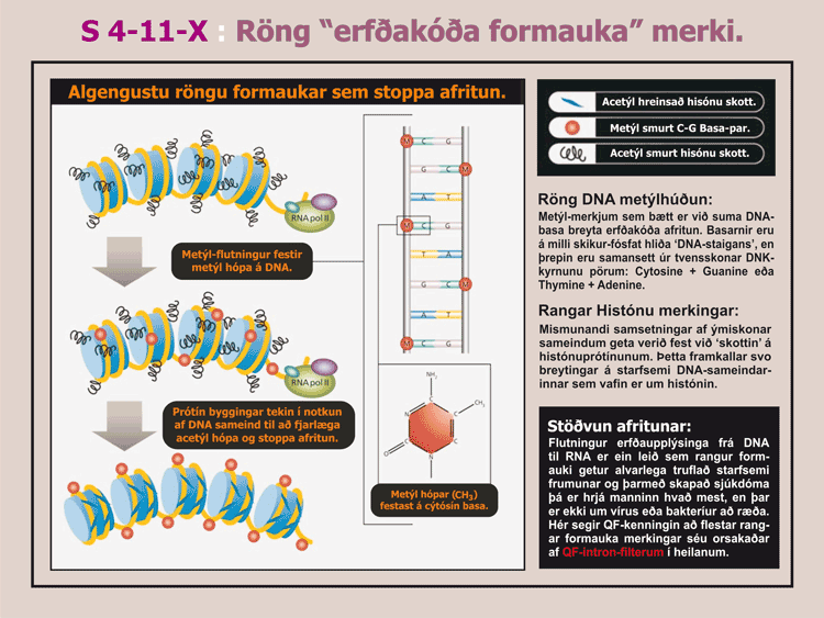 4-11_B_Rangur-formauki.gif