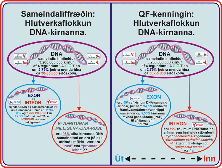 12_DNA-Intr-Exon-skipting.gif