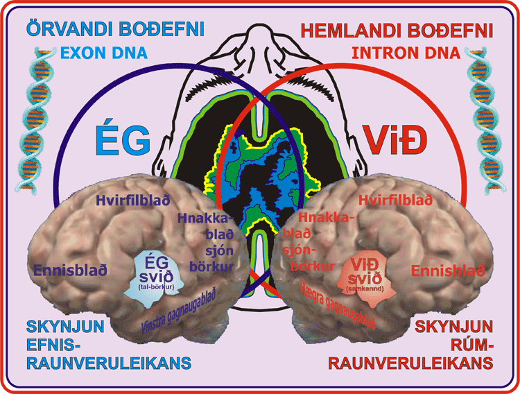 13_Bodefnapolarnir.gif