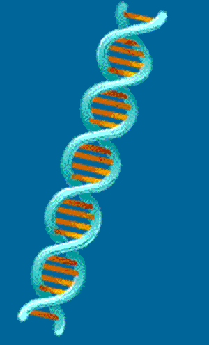 03_A-Double-Helix.gif