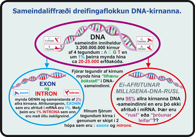 06_DNA-A-Samsetning.gif