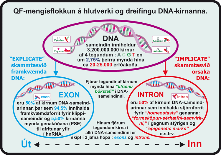 08_DNA-B-Samsetning.gif