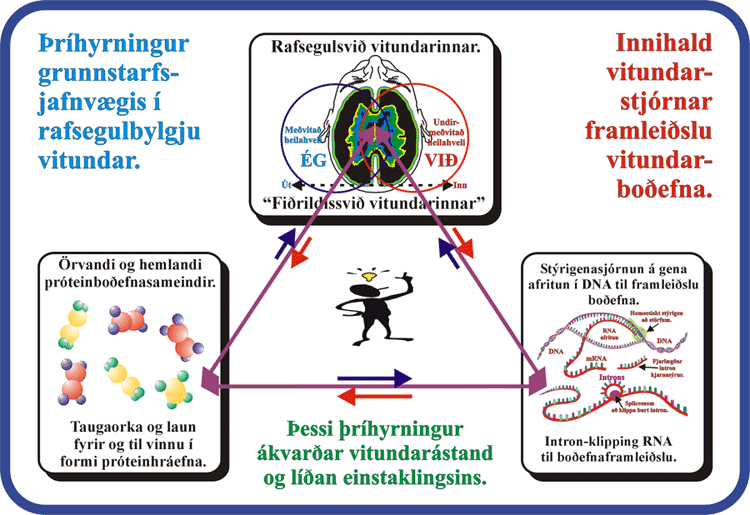 09_A-Vitundar%FErihyrningurin.gif