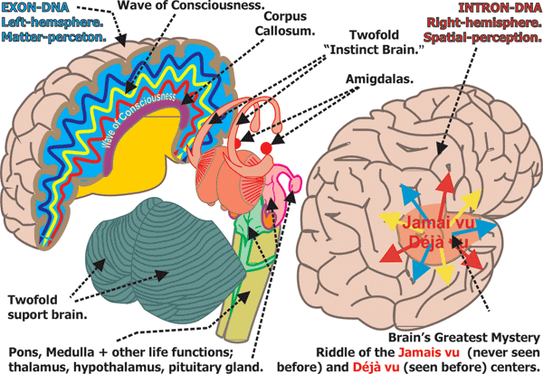 016_Brains-Divisions.gif