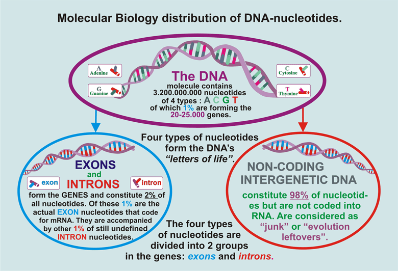 22_DNA-Bio-Classification-18.gif