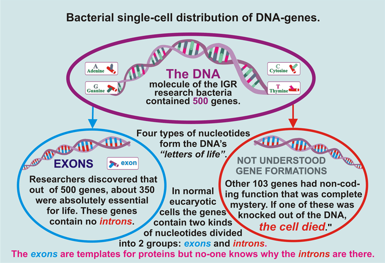 26_Bacterial-DNA-22.gif