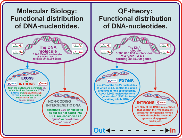 12_DNA-Intr-Exon-division.gif