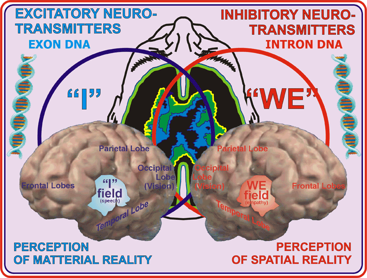 13_Neurotransmitterpoles.gif