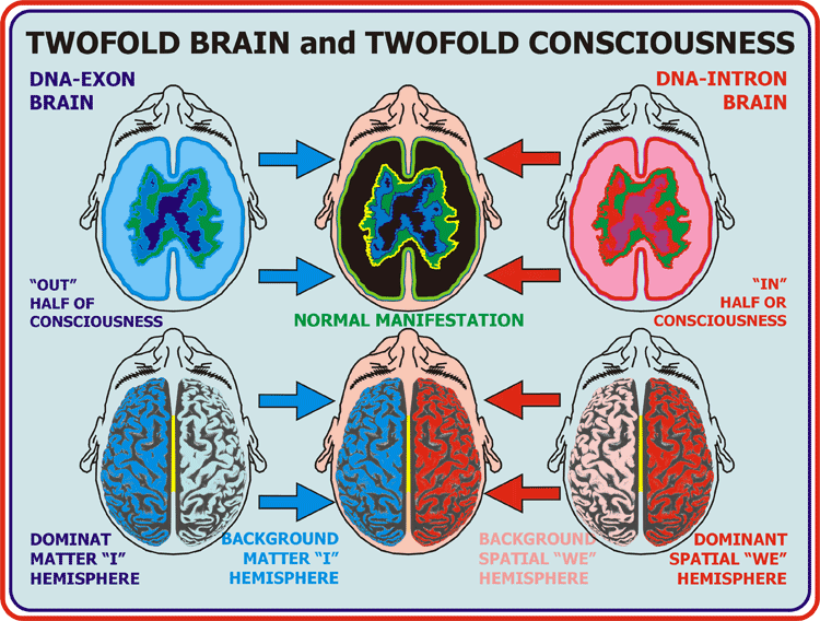 14_Holosymmetric-brain.gif